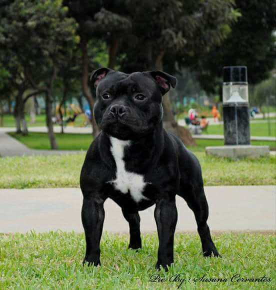 Kanock Zurich Ganar Tiempo | Staffordshire Bull Terrier 