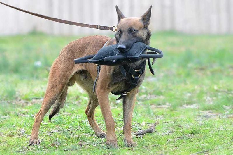 Sonny  Clarscott | Belgian Malinois 