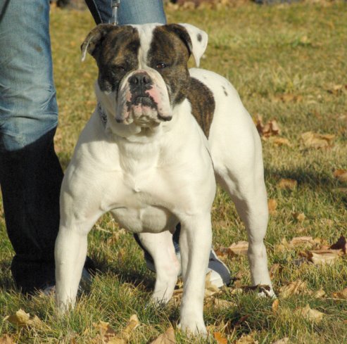 PSI's Zena of Smiths | American Bulldog 