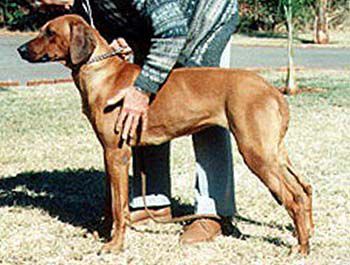 Sarula Gwiza of Pronkberg | Rhodesian Ridgeback 