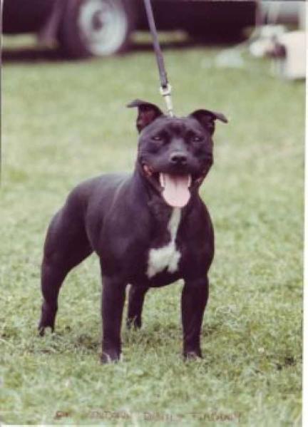 Rendorn Devil's Timpani | Staffordshire Bull Terrier 