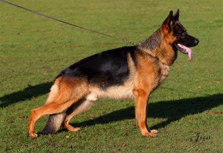 Caleb von Jabora | German Shepherd Dog 