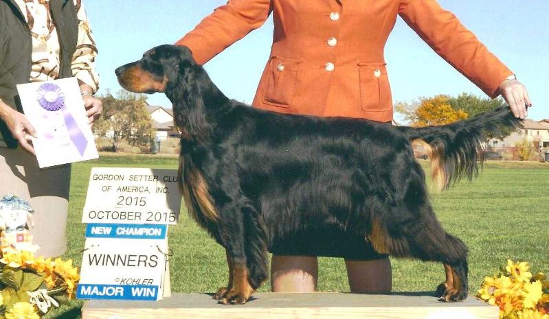 Bit O'Gold Bravo's Lanark Blue | Gordon Setter 