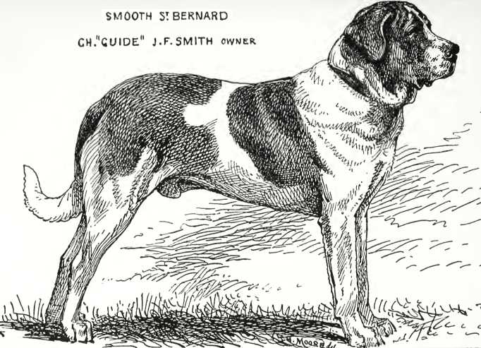 Guide [Mr Smith's] | Saint Bernard 