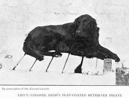 Pirate [Lieut.-Colonel Legh's] | Flat-Coated Retriever 