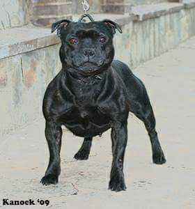 Crossguns Eternal | Staffordshire Bull Terrier 