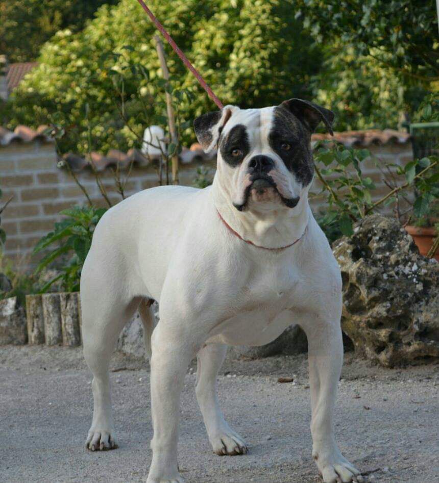 Danibull's Corona of Palumbo's | American Bulldog 