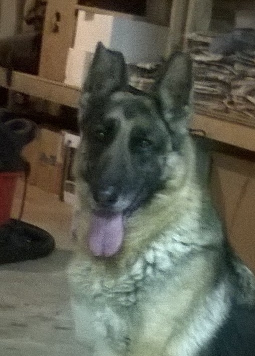 Sunnydae Ivy V. Tonor | German Shepherd Dog 