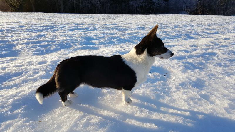 Lucky Alva De La Caverne Des Anges | Cardigan Welsh Corgi 