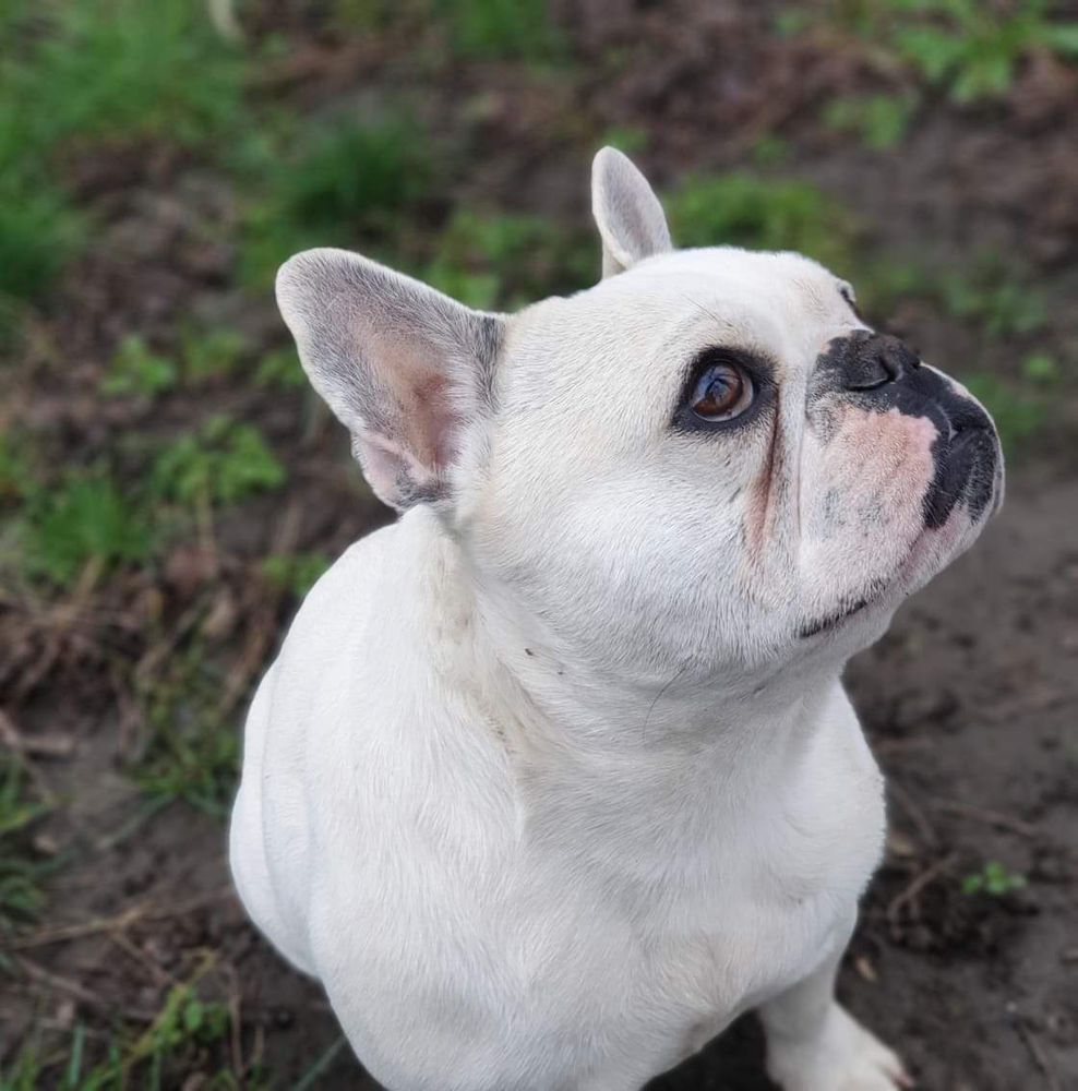 Monza Od Kuce Don | French Bulldog 