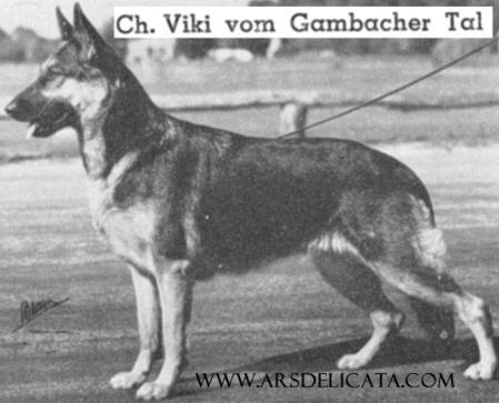 Viki vom Gambacher Tal | German Shepherd Dog 