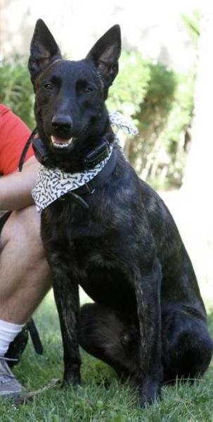 Demon | Dutch Shepherd 