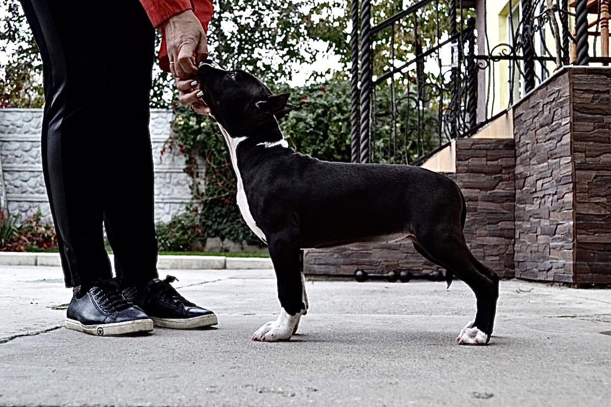 Olivia Vlastor’ss iz Terrier City | American Staffordshire Terrier 