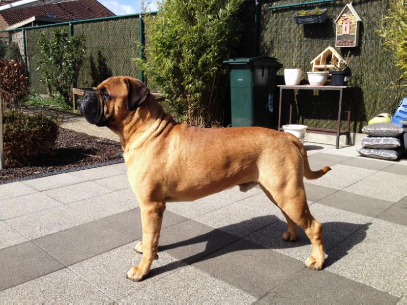 Nestor notobilis van ranzieshof | Bullmastiff 