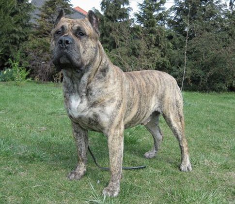 Vilbo Show Xanti Land | Perro de Presa Canario 