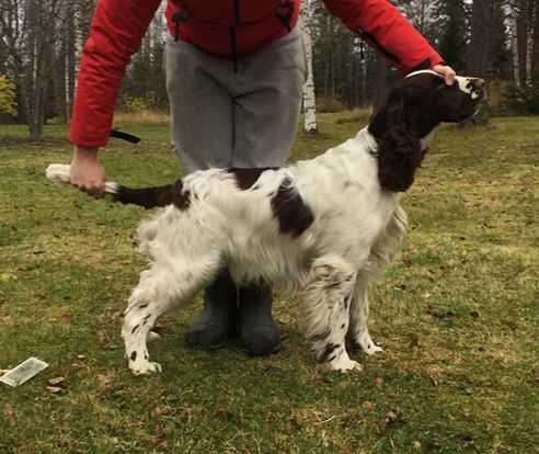 GLAMORLY GLAMBORGHINI | English Springer Spaniel 