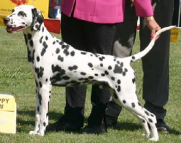 Gemcourt Iflookzcoodkyll | Dalmatian 