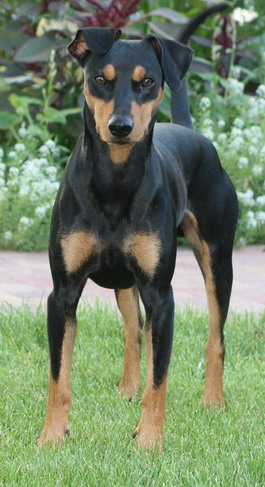 LUX vom Leiselbach | German Pinscher 