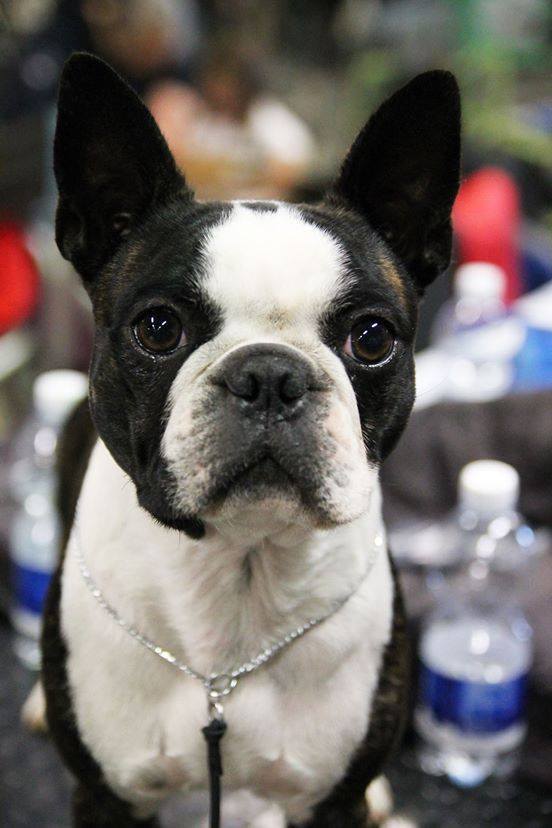 Himalia's Stile Dandy ACE | Boston Terrier 