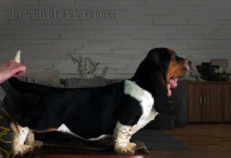 Imperia Space Moon Breenbrass | Basset Hound 