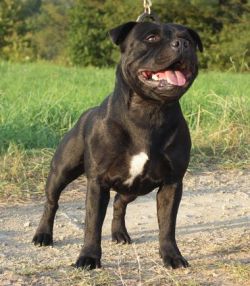 Mister Maksman Mariatos | Staffordshire Bull Terrier 