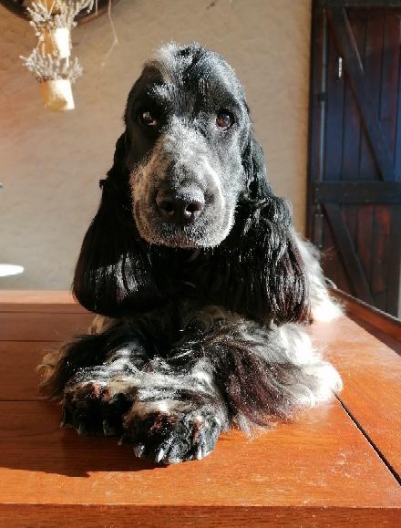 STARLETTE DU BOIS D'ACHELLLES | English Cocker Spaniel 