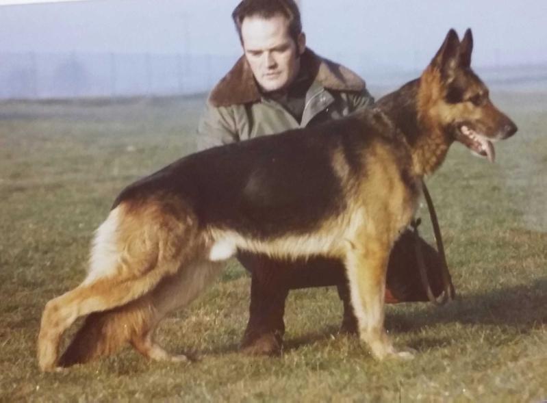 Negus vom Kirschental | German Shepherd Dog 