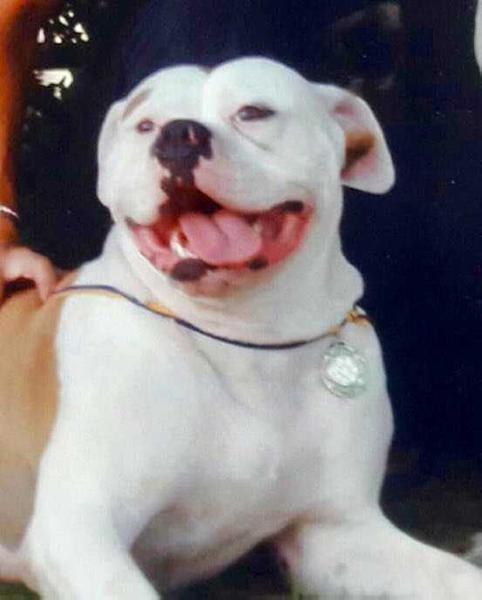 BULL-BATING DOG JIZELL II | American Bulldog 