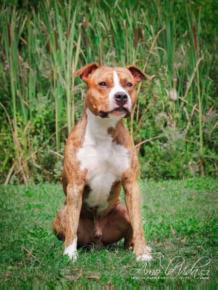Cambiel Amo la Vida | American Staffordshire Terrier 