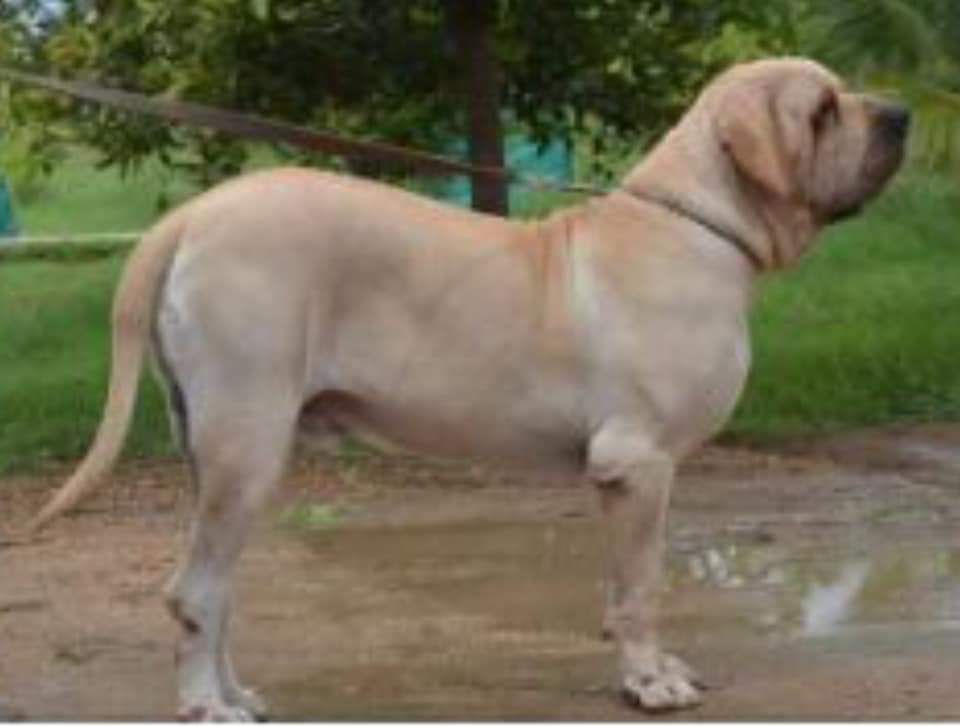 BHAT'S MATT | Fila Brasileiro 