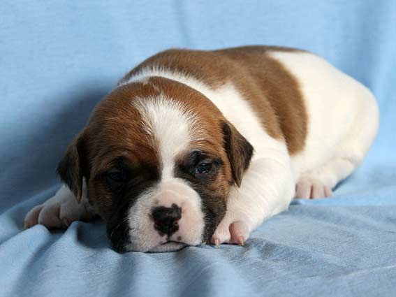 Vitmar`S Patrick Wayne Swayze | American Staffordshire Terrier 