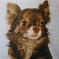 ALVARES OT DREVNIH MAJA | Chihuahua 