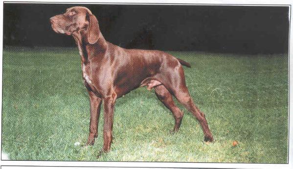 Lanson Sojas des Plaines | German Shorthaired Pointer 