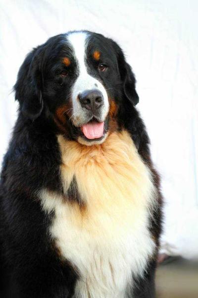 Came To Win Afrodita's Hall of Fame | Bernese Mountain Dog 