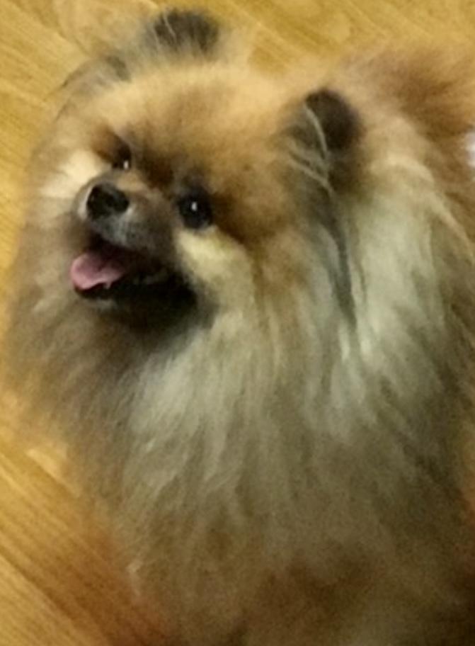 Park Avenues Too Gee | Pomeranian 