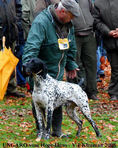 Ungaro Ks Vom Hege Haus | German Shorthaired Pointer 