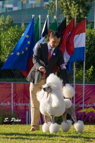 Don Gaucho Under Pressure | Poodle 