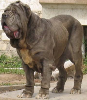 Fruit Amour Nahuel | Neapolitan Mastiff 