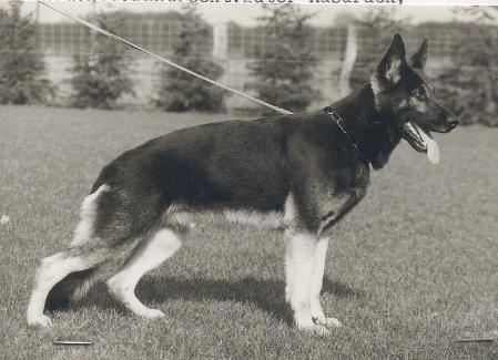 Rex vom Osterberger-Land | German Shepherd Dog 