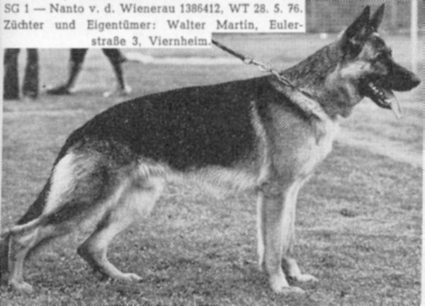 Nanto von der Wienerau | German Shepherd Dog 