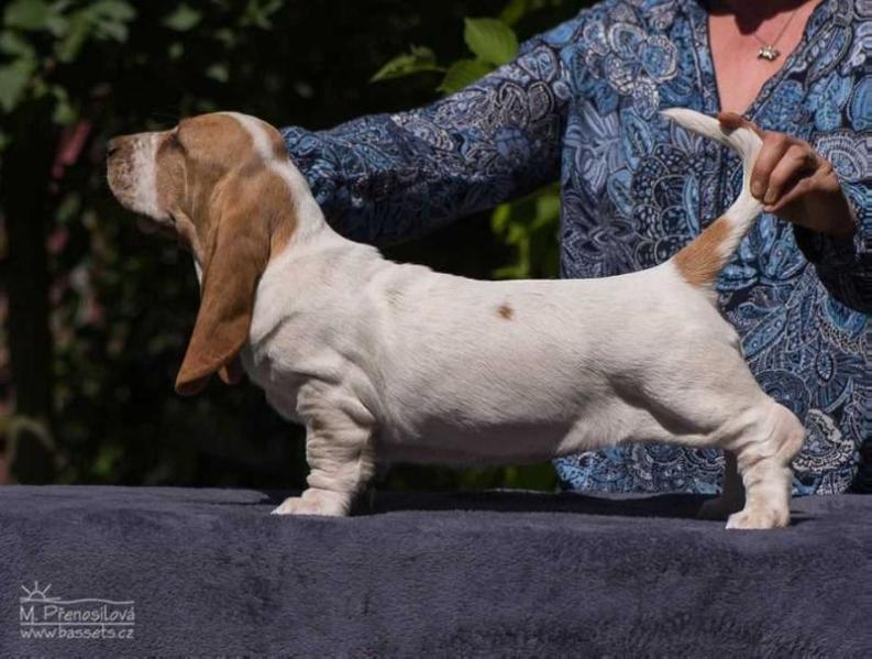 Danae Citadela Bohemia | Basset Hound 