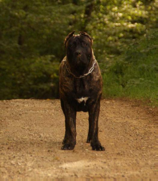 Arrojado Guerrero Unka | Perro de Presa Canario 