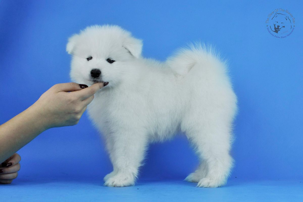 JAKARTA OF RIGOLETTO The Glow Of The Snowy Star | Samoyed 