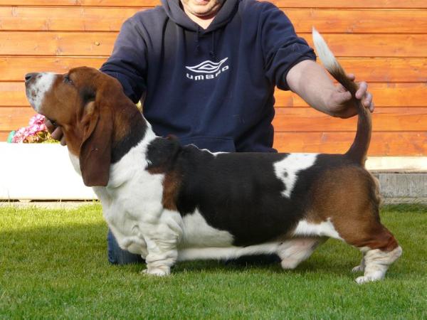 Dirty Dancer Van Hollandheim | Basset Hound 