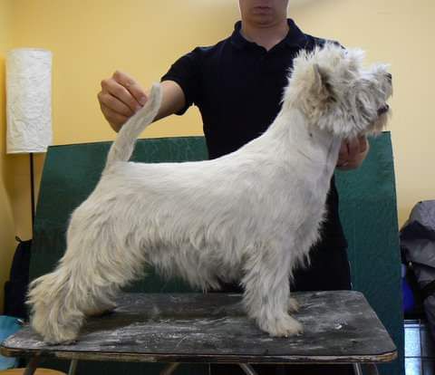 White Villan Ultra High | West Highland White Terrier 