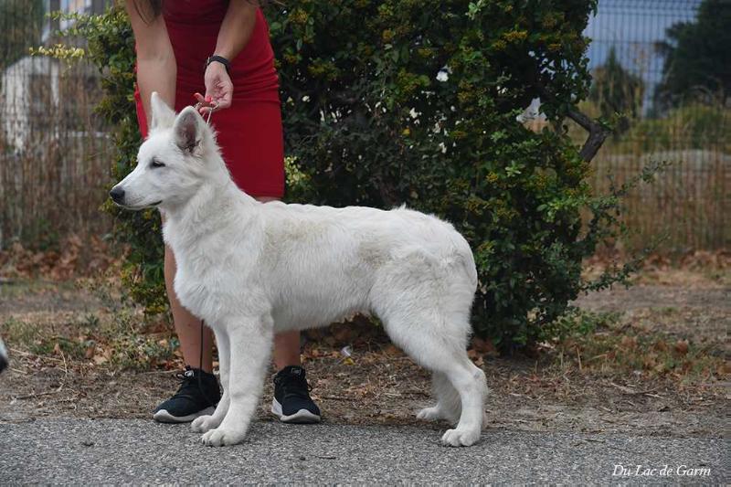 Sila Iz Beloy Brigady | White Swiss Shepherd Dog 