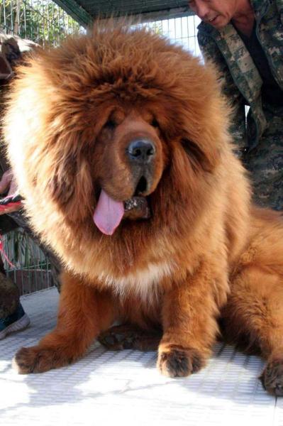 Red Sun Gol'D VS | Tibetan Mastiff 