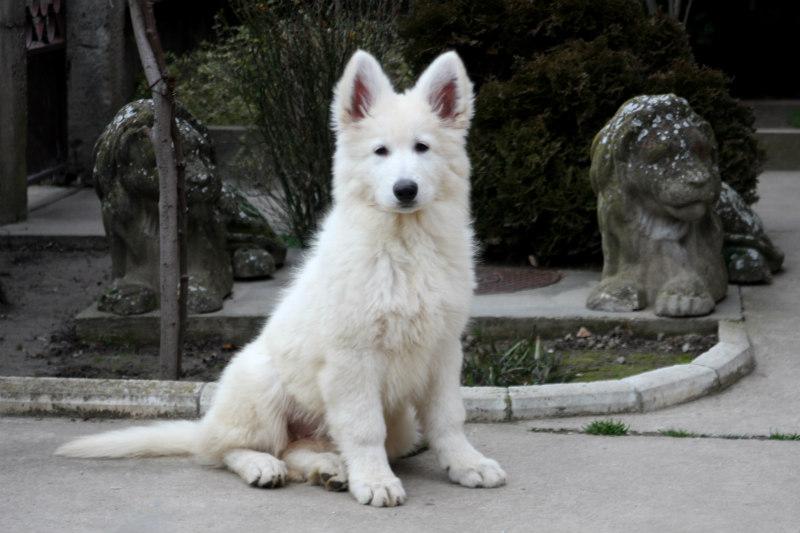 Viktorija Sivacki Biser | White Swiss Shepherd Dog 