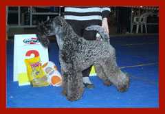 Volzhskiy Arkos Yan Velikolepny | Kerry Blue Terrier 