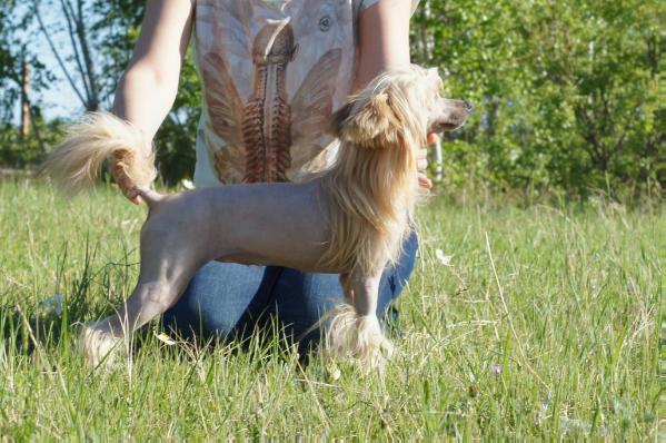 Her Velichestvo dly Daimond Siti | Chinese Crested 